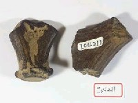 藏品(鹿角基部兩件)的圖片